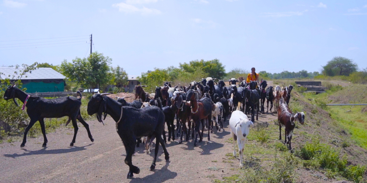 Goatery Bajaj